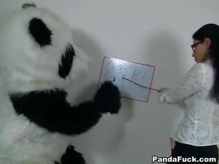Prowokacyjny nauczycielka na oversexed panda niedźwiedź