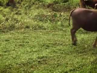 Interrupted door een buffalo? intens diepe keel met sperma in mond - leolulu
