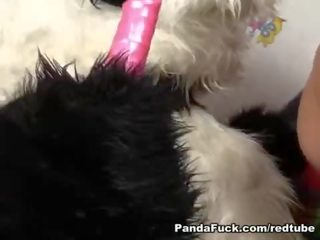 Hot to trot Panda stuffs pink dildo in tight teen